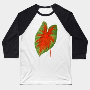 Caladium Postman Joyner - botanical illustration Baseball T-Shirt